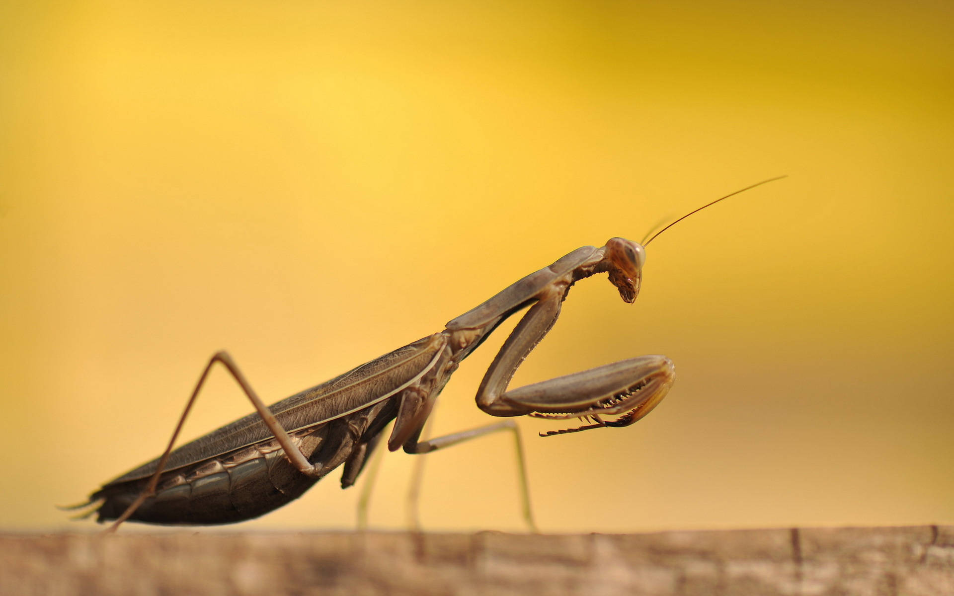 Insect Mantis Light Brown Body Wallpaper