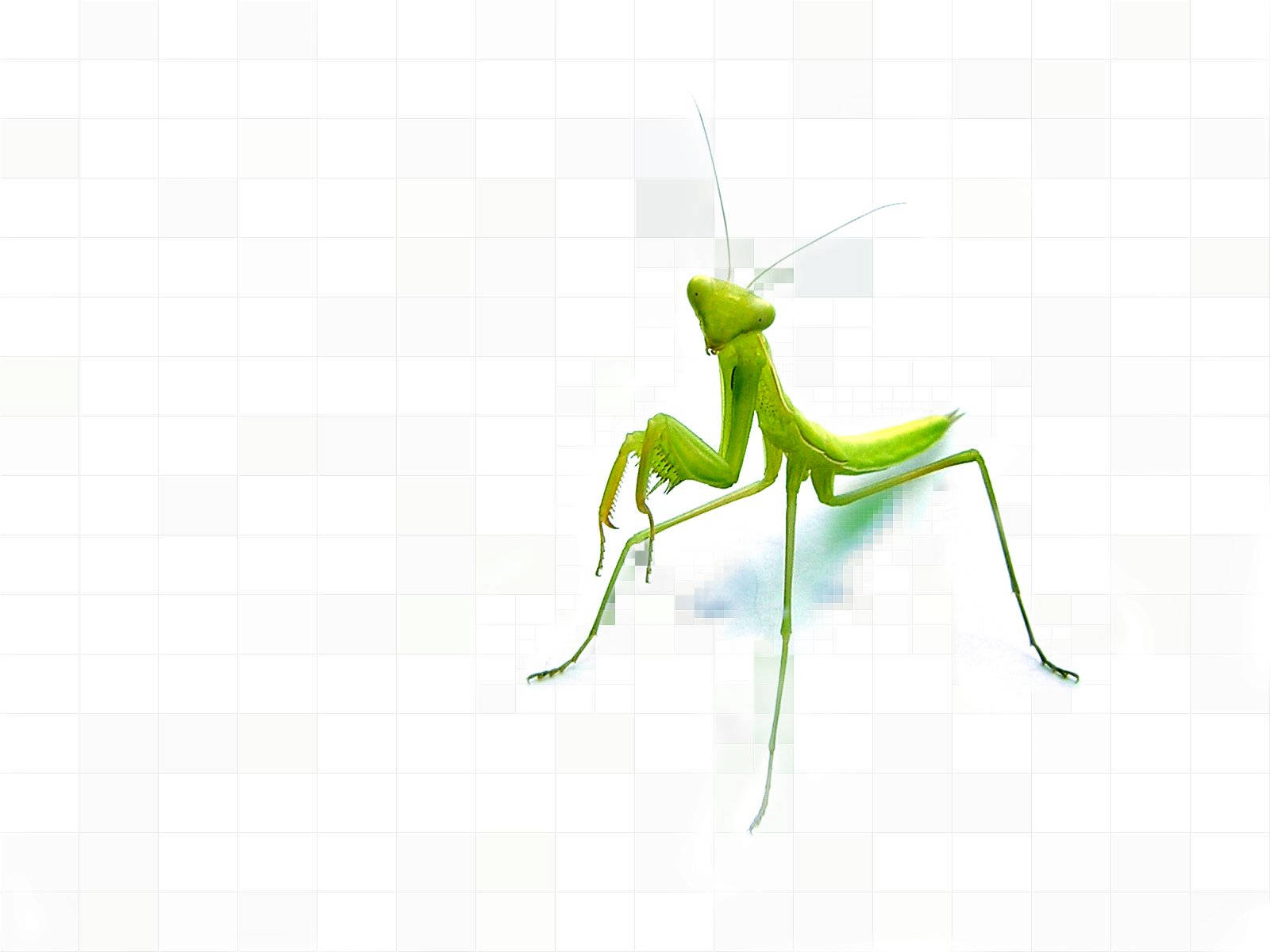Insectomantis Con Cuerpo Verde. Fondo de pantalla