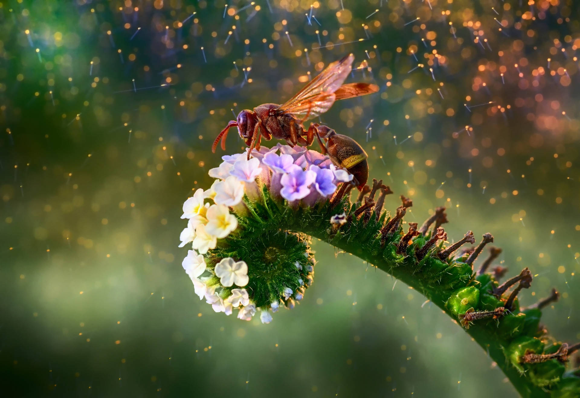 Insect Perched On Colorful Flowers Wallpaper