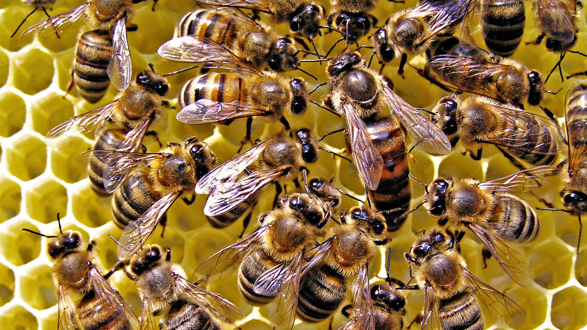 Insect Queen Bee And Swarm Wallpaper