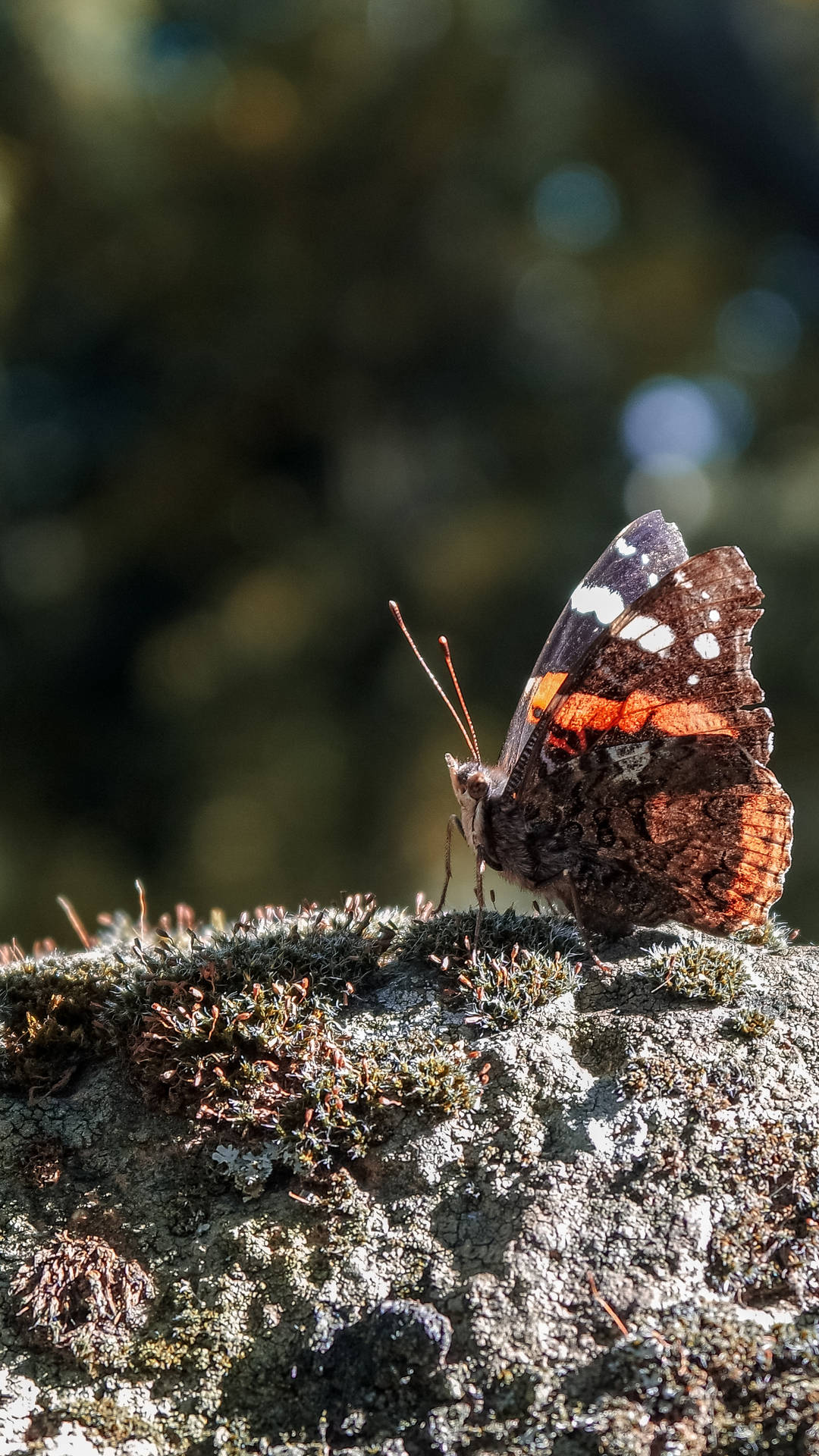 Insect Red Admiral Butterfly Wallpaper