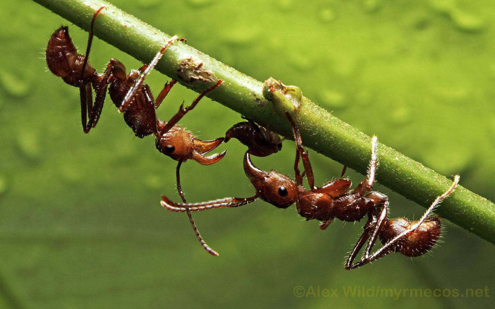 Insektrote Ameisen Auf Stängel Wallpaper