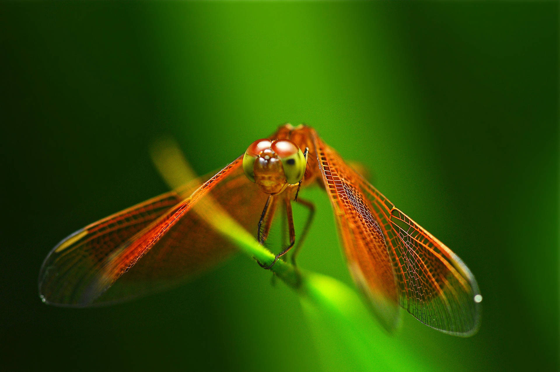 Insect Red-colored Dragonfly Wallpaper