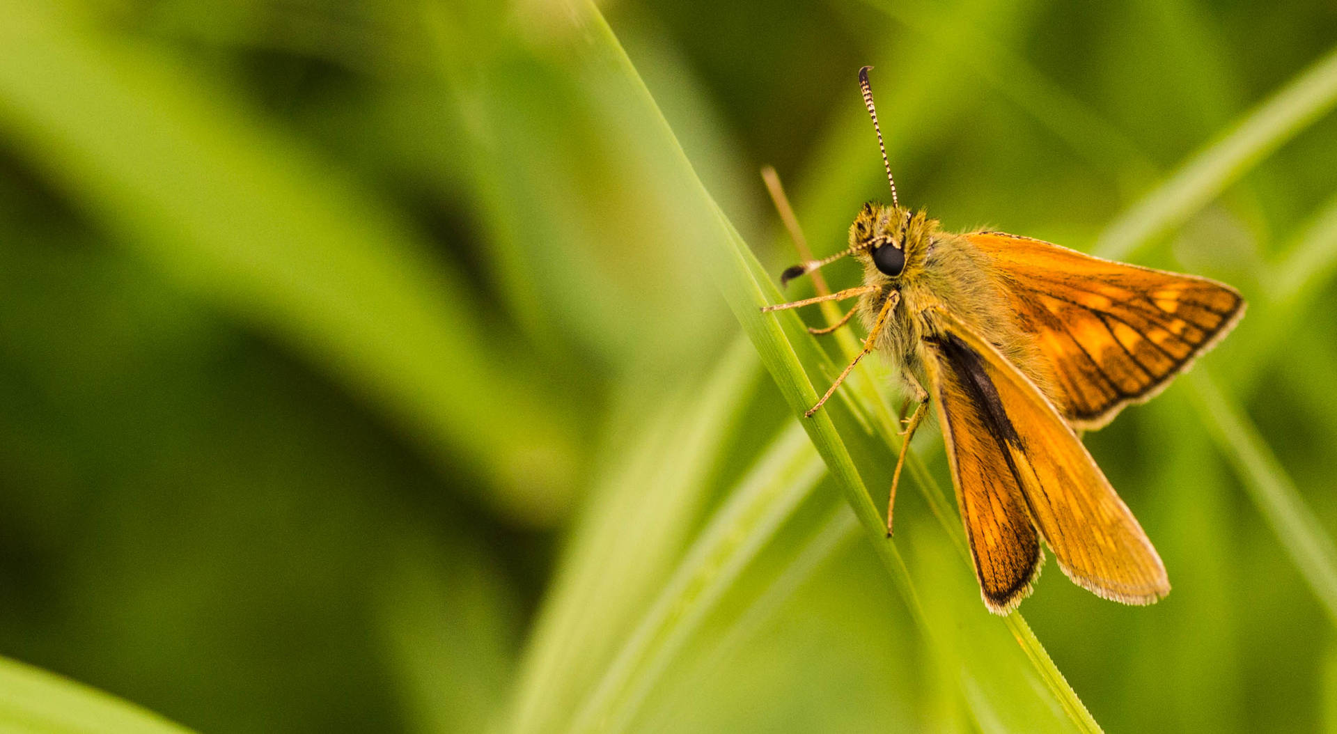 Insektskipper Mit Orangefarbenen Flügeln. Wallpaper