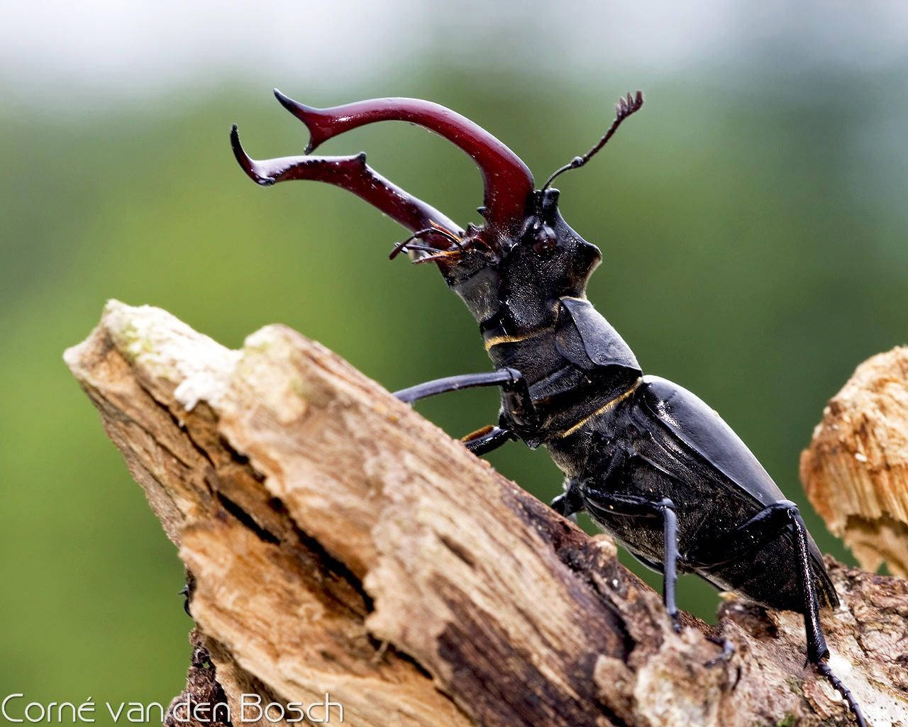 Insekt Stag Beetle i traditionel japansk tøj Wallpaper