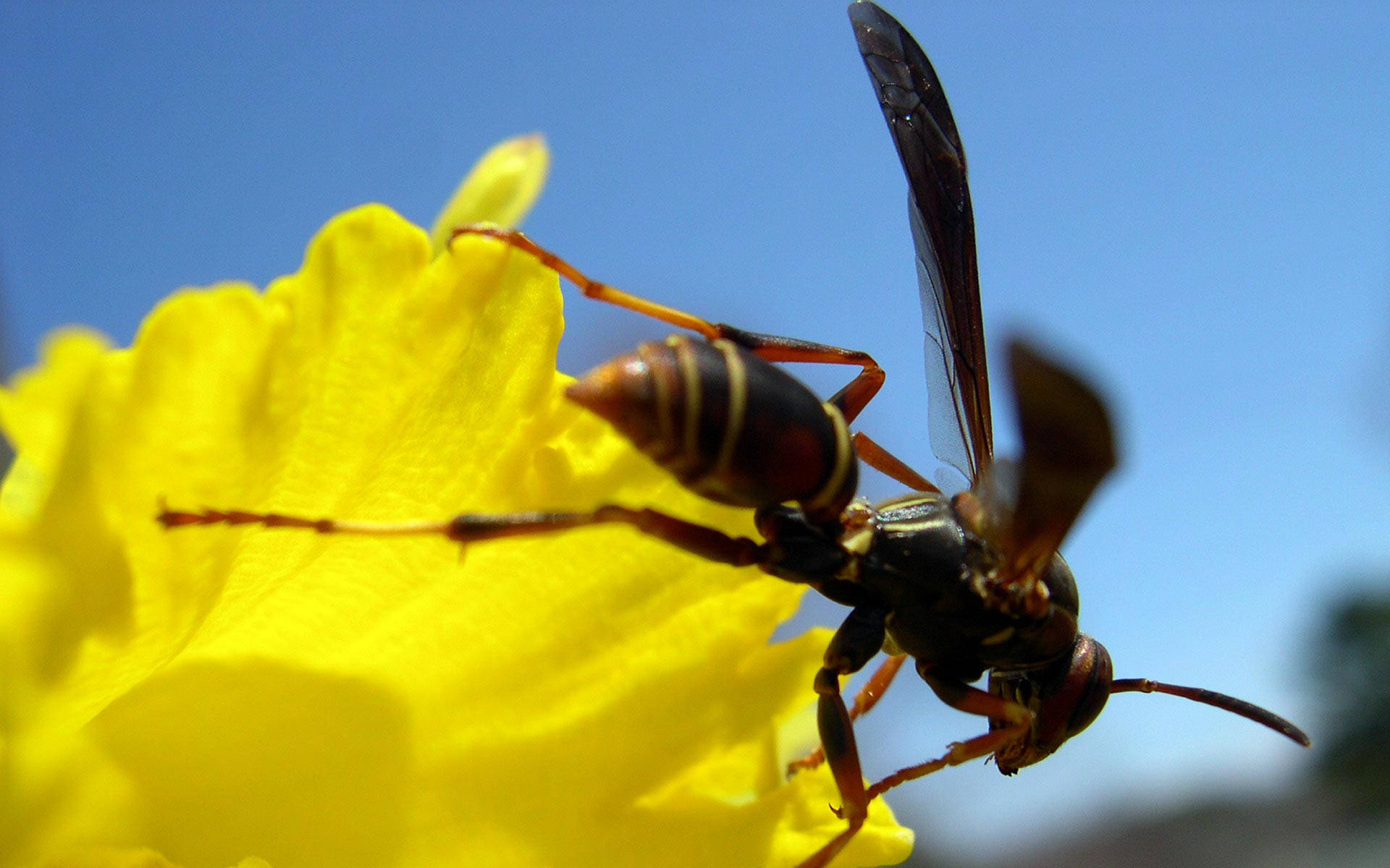 Insect Wasp On Yellow Flower Wallpaper