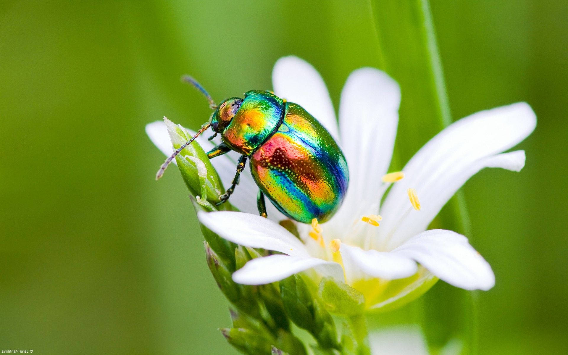 Insect With Colorful Body Wallpaper