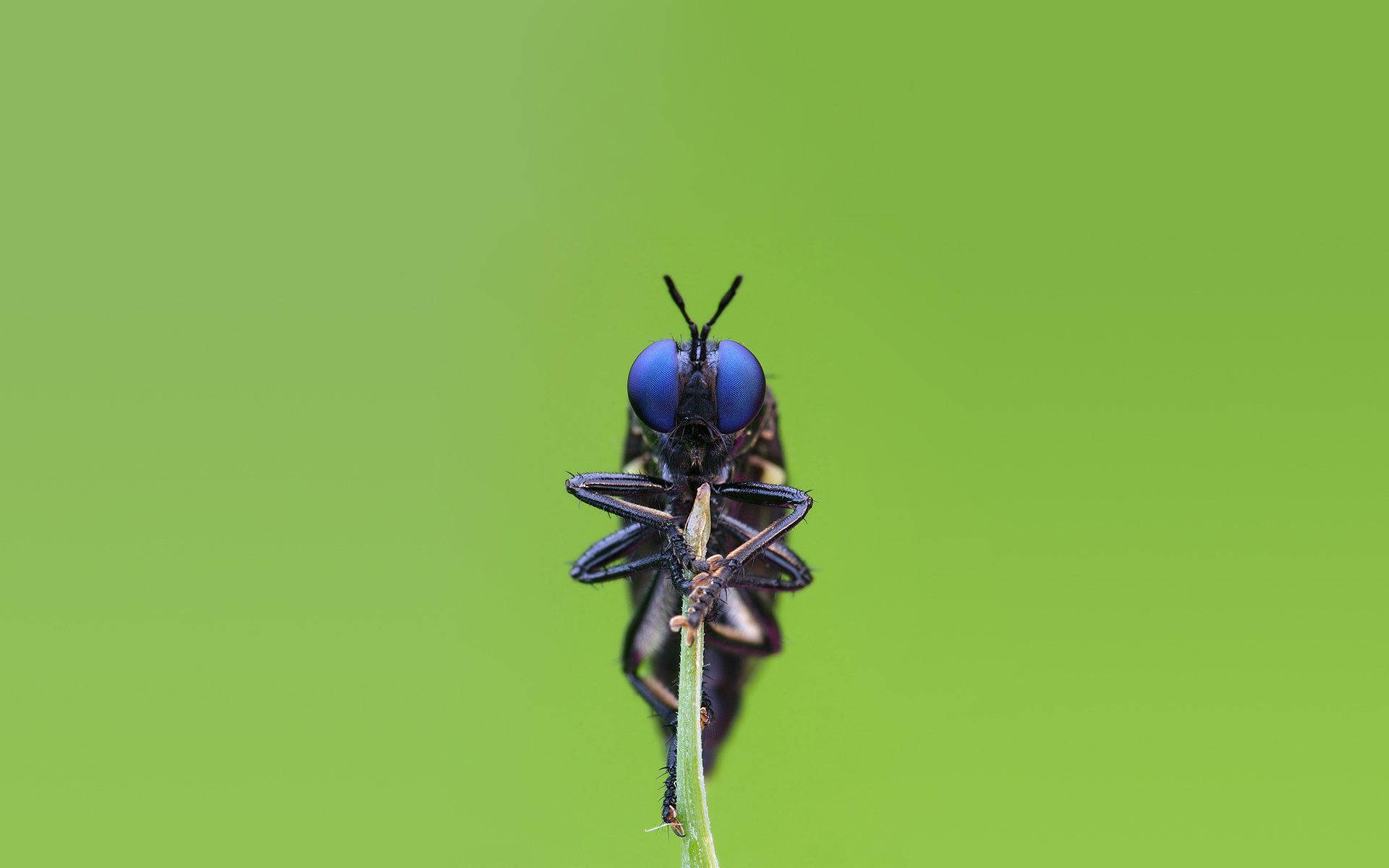 Insekt med mørkeblå øjne pyntemønster Wallpaper