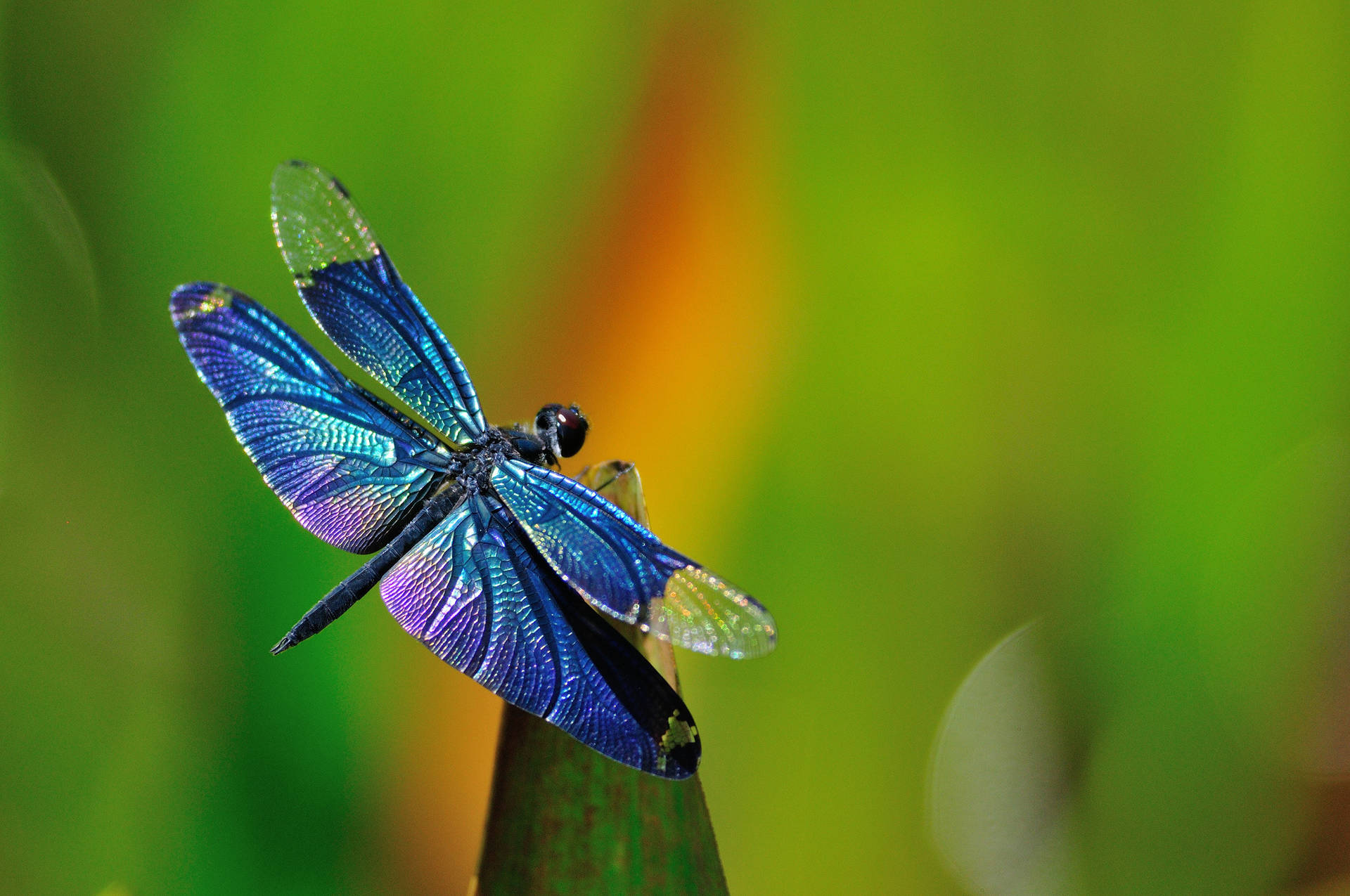 Insect With Iridescent Blue Wings Wallpaper