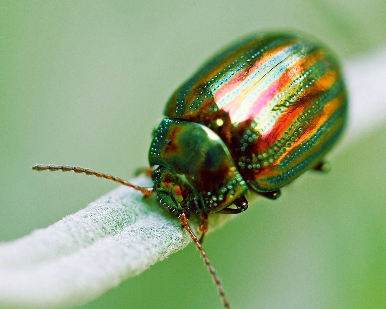 Insect With Metallic Green Body Wallpaper