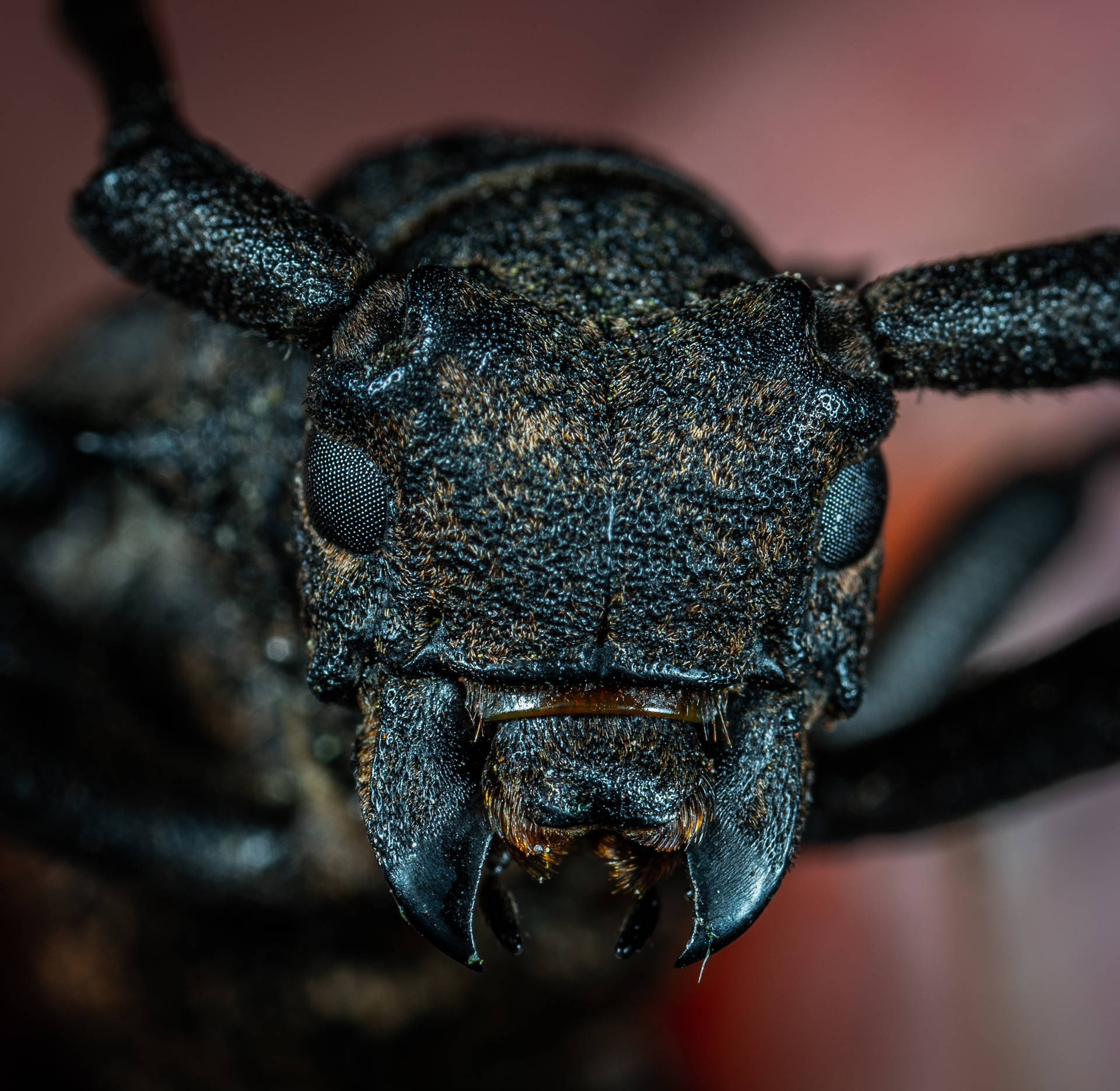 Insektmit Gruseligem Schwarzen Gesicht Wallpaper