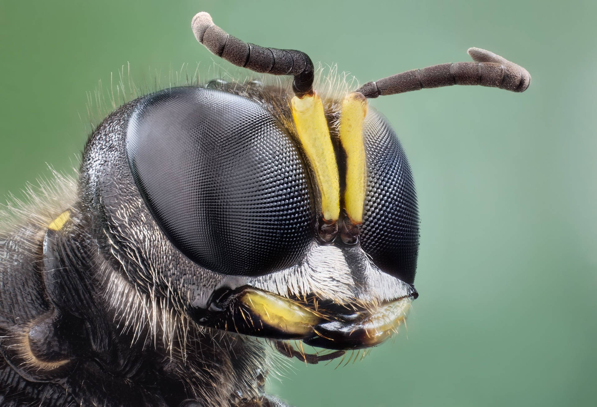 Insektmit Strukturierten Schwarzen Augen. Wallpaper