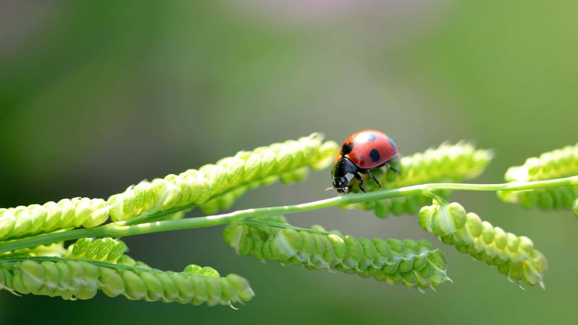 Insects Adventure Of A Ladybug Wallpaper