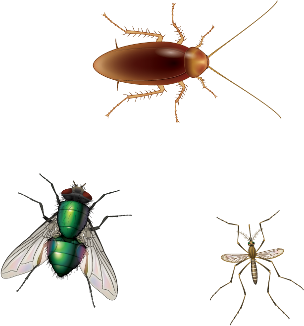 Insects Comparison Cockroach Fly Mosquito PNG