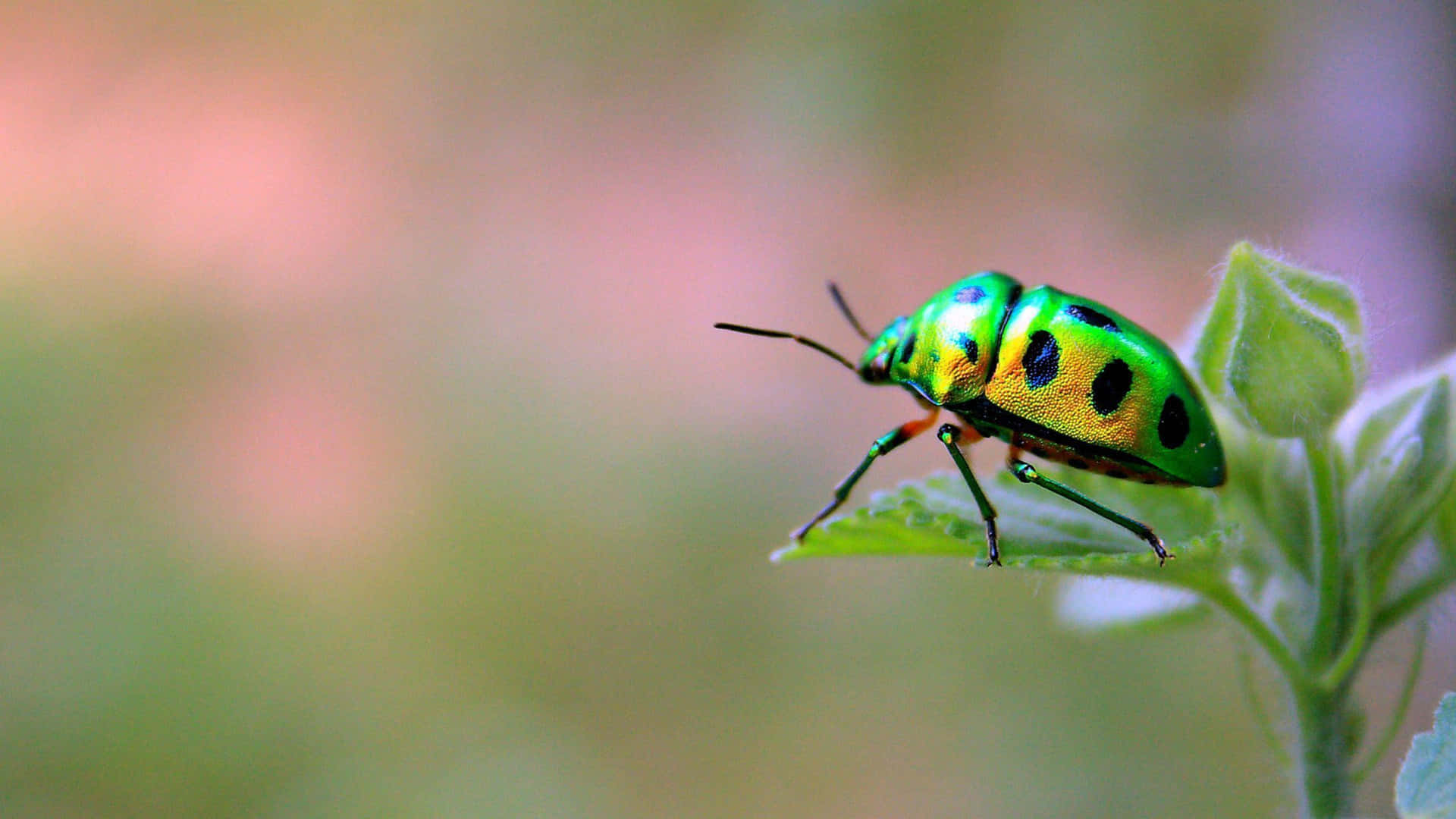 Insects Fabulous Life Wallpaper
