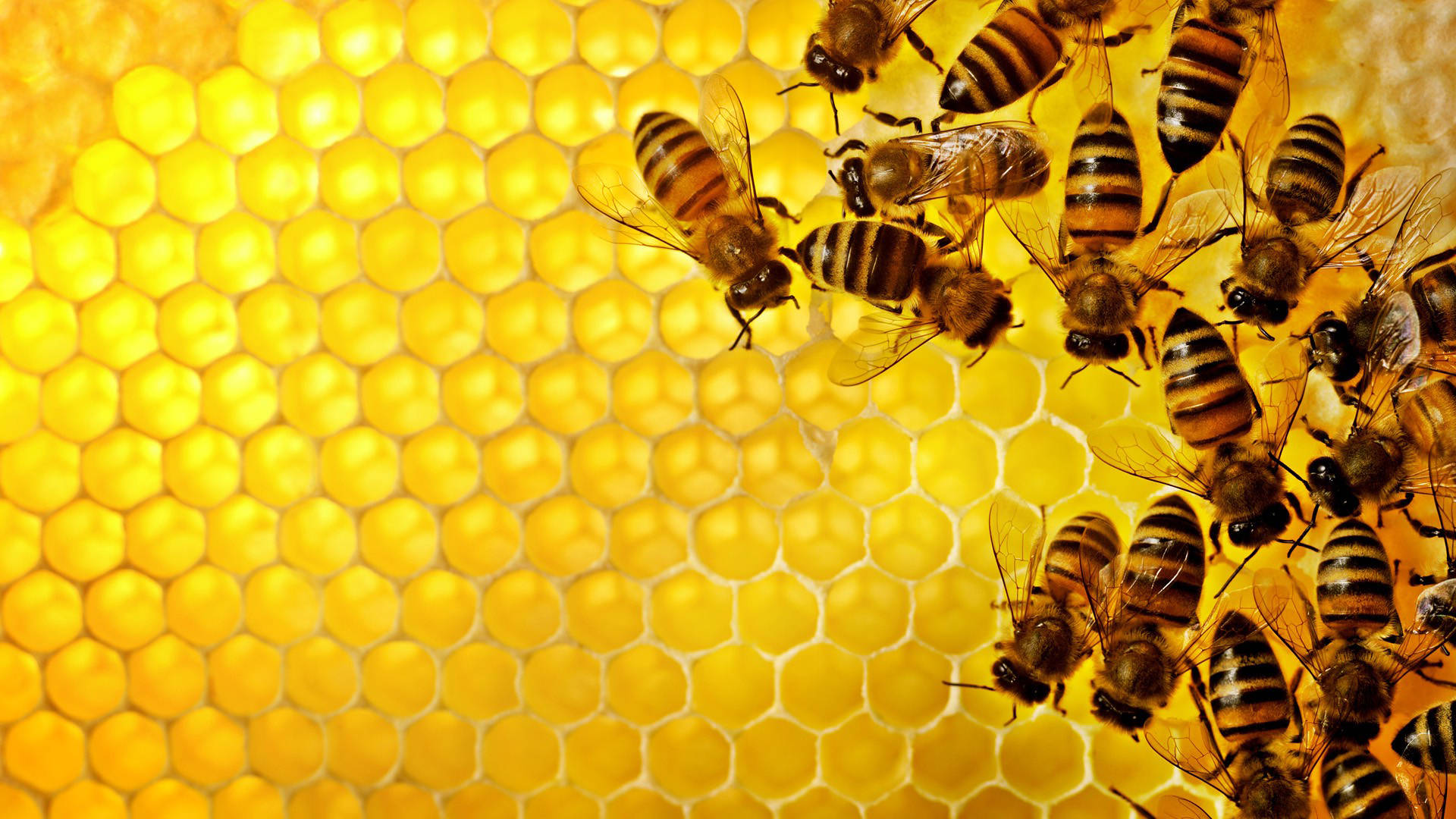 Insects In Beehive Wallpaper