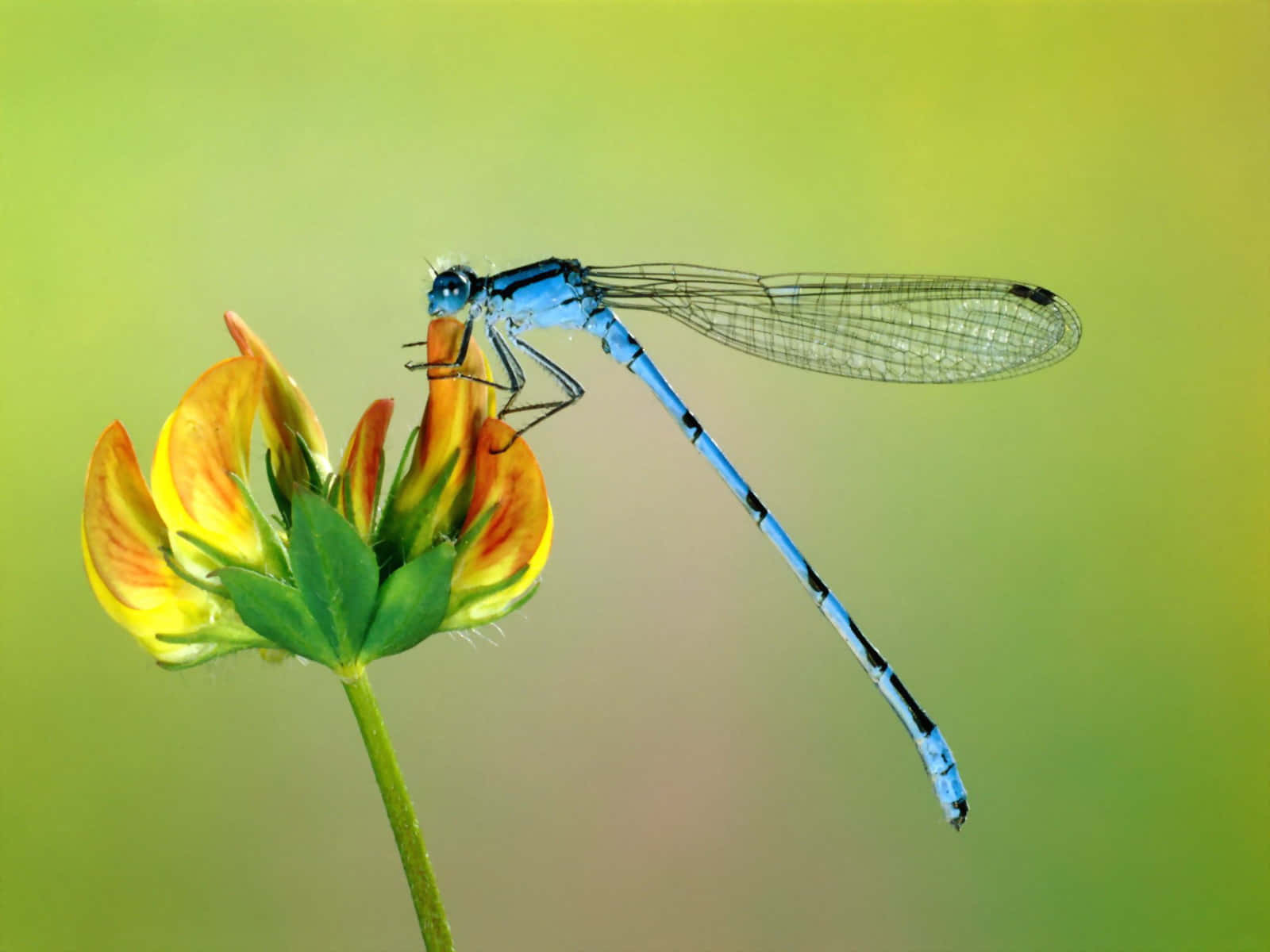 Insekter opkaldt Azure Damselfly skaber et smukt baggrundsbillede. Wallpaper