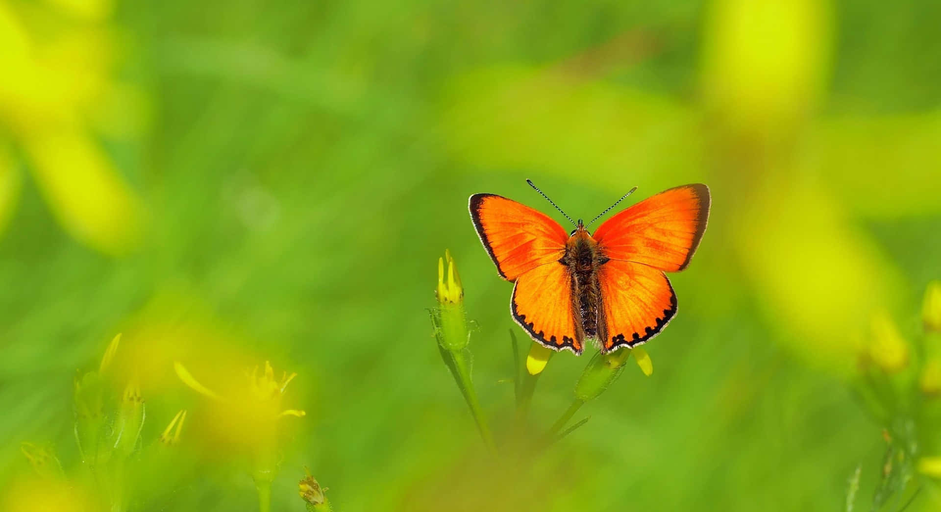 A Butterfly Is Sitting On A Green Field
