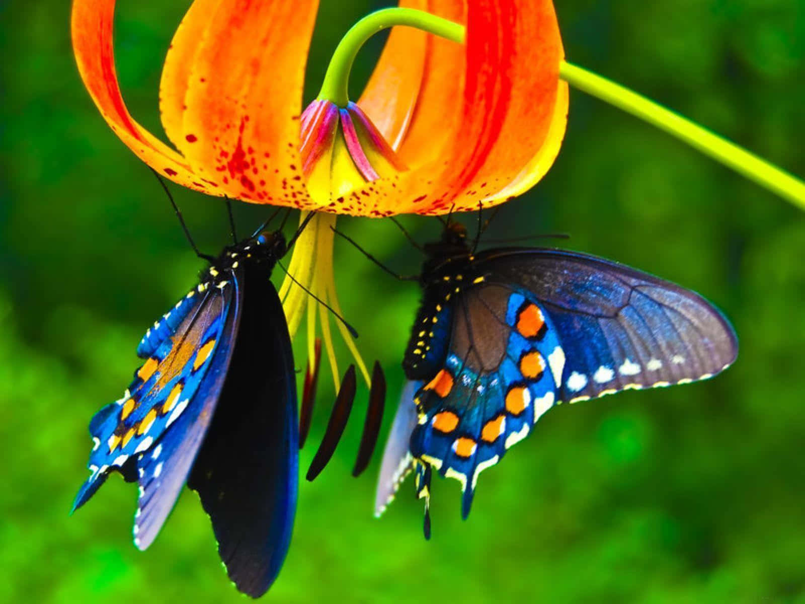 Sommartidi Blom - Färgglada Insekter På En Blomma