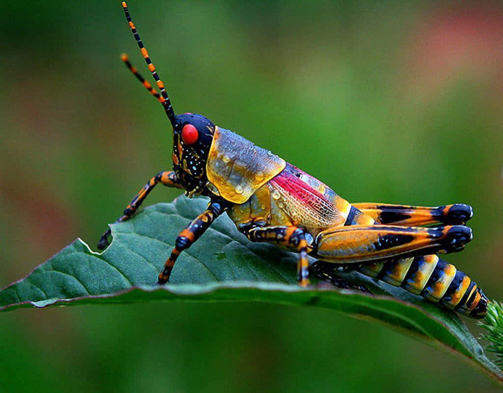 A vibrant macro shot of a Ladybug resting on a leaf.