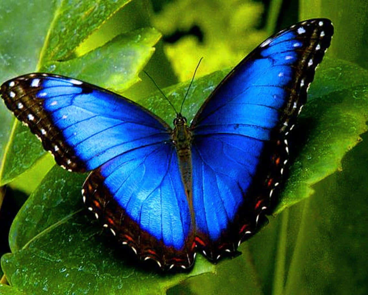 Einblauer Schmetterling Sitzt Auf Einem Blatt.