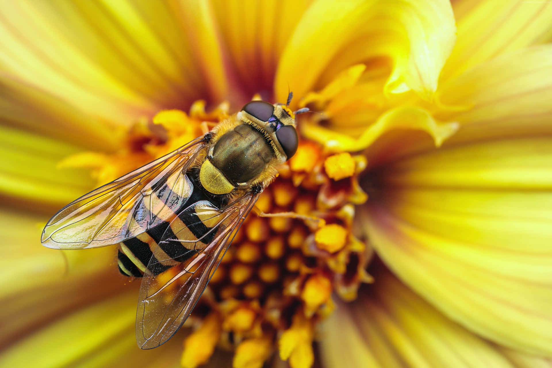 A Fly Is Sitting On A Yellow Flower