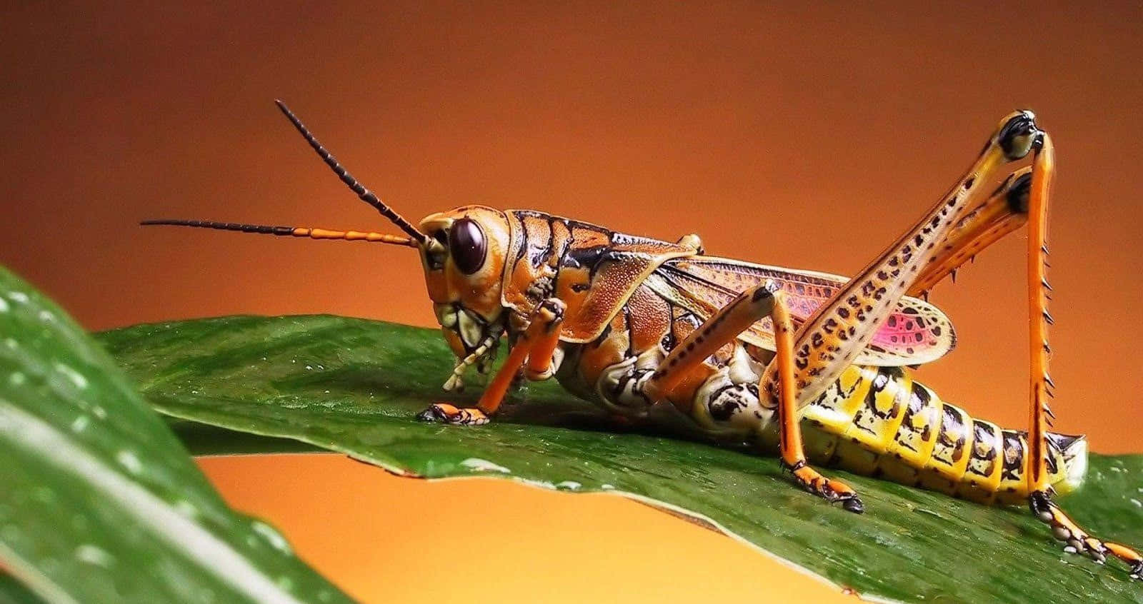 A Grasshopper Is Sitting On A Leaf