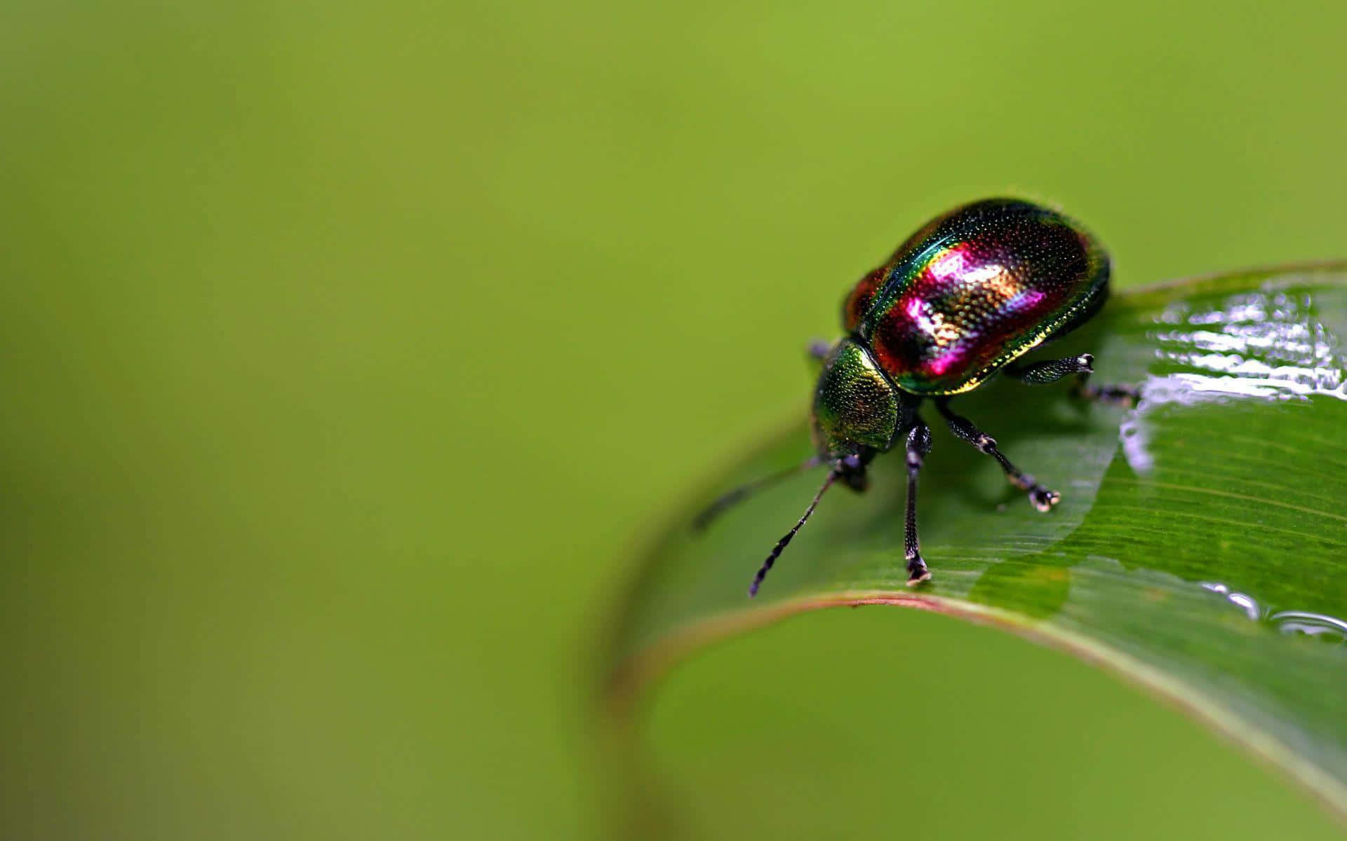 A Beetle On A Leaf