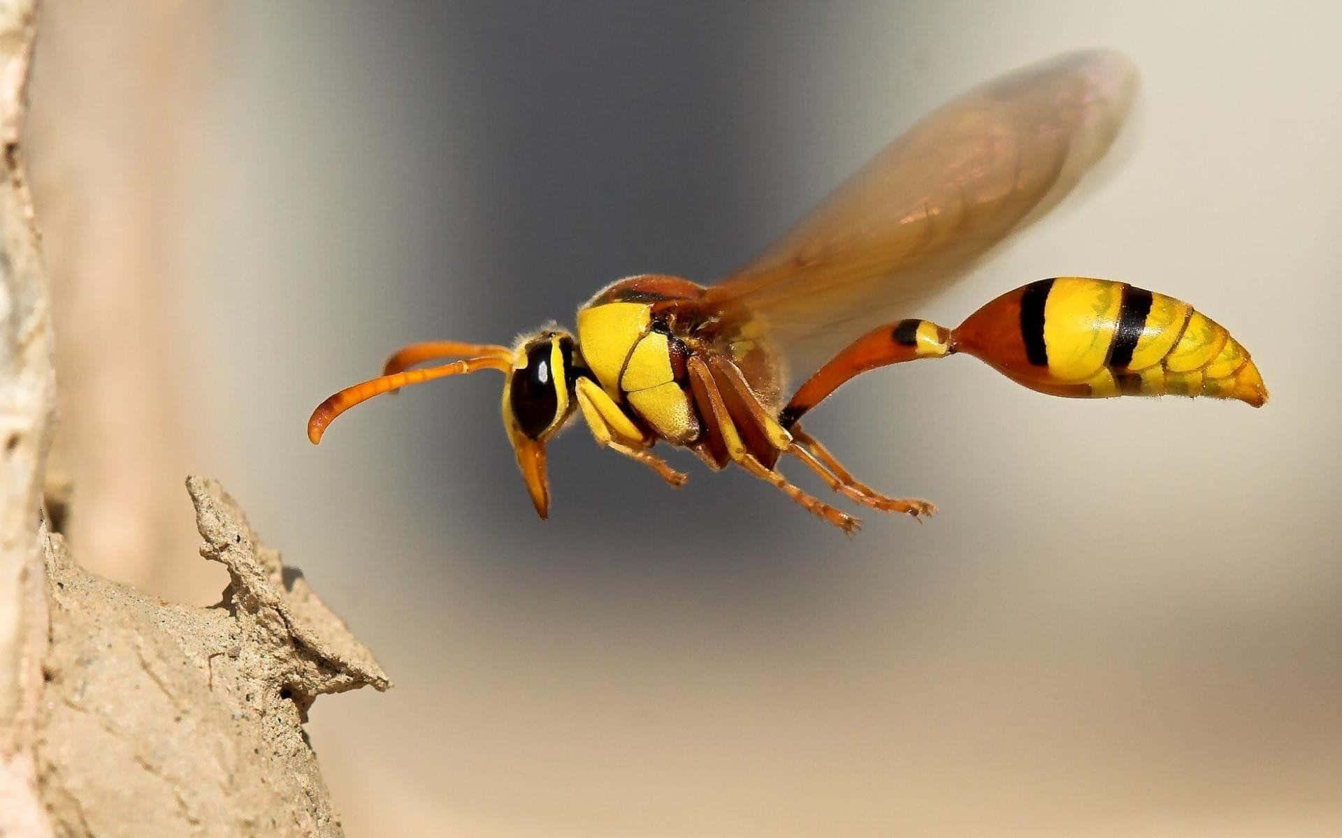 Eineder Faszinierendsten Kreationen Der Natur – Das Wunderschöne Insekt