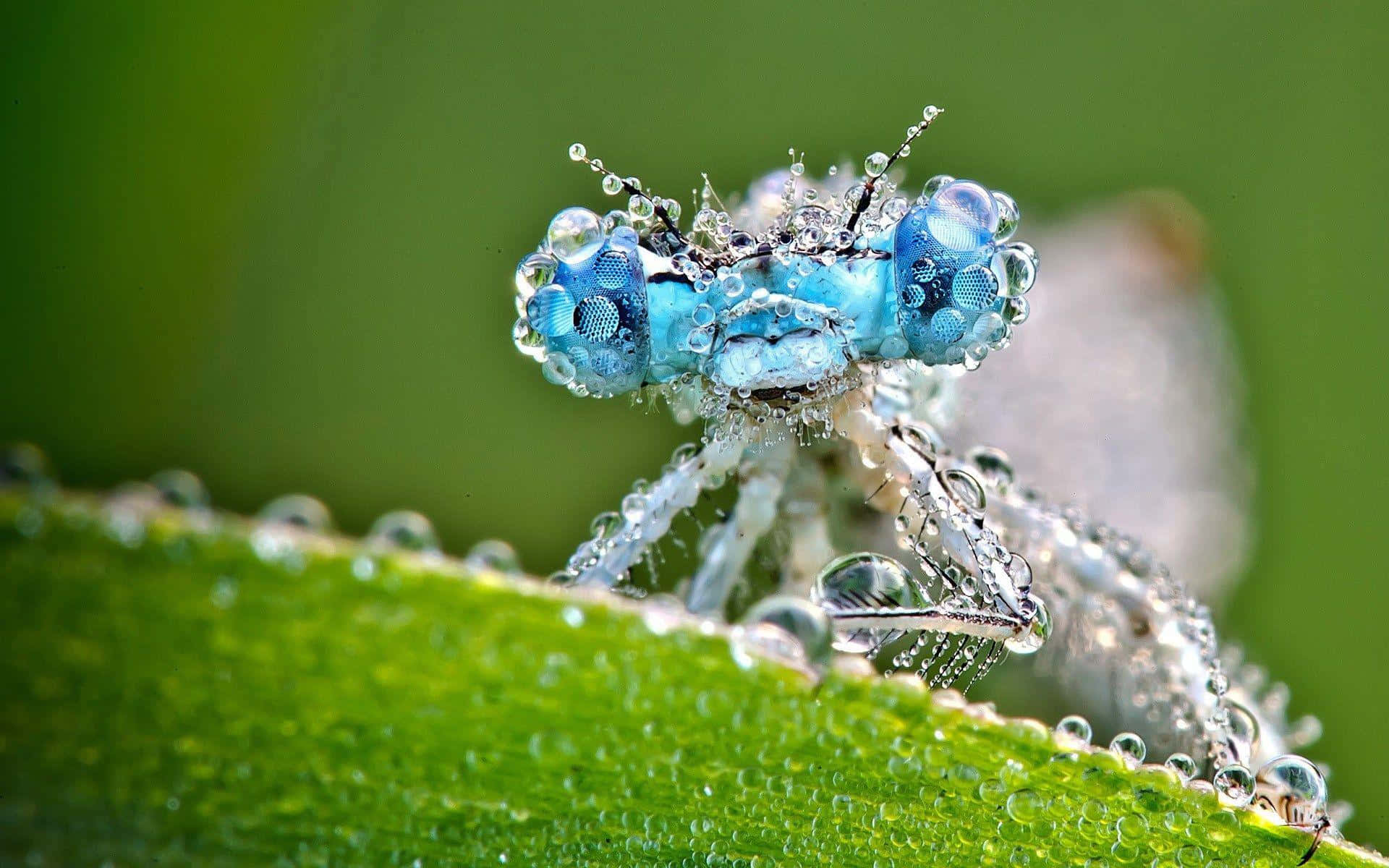 Insektenbilder