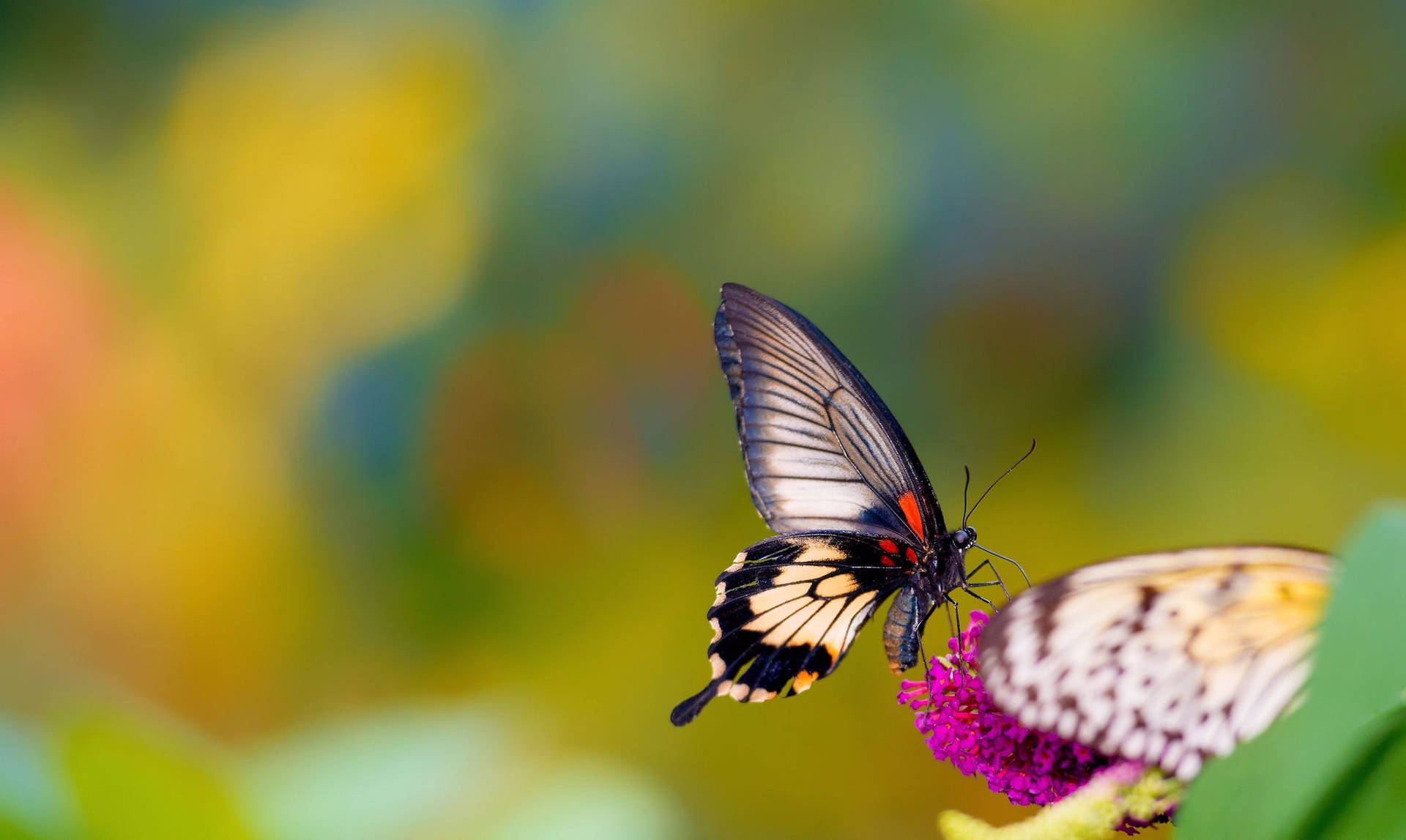 Insekt Butterfly Med Majestætiske Vinger Wallpaper