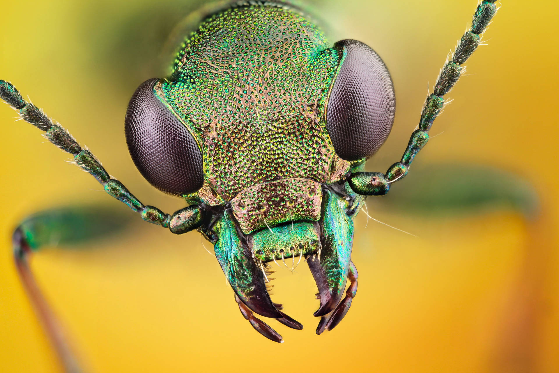 Insekt Med Grovt Ansikte Wallpaper