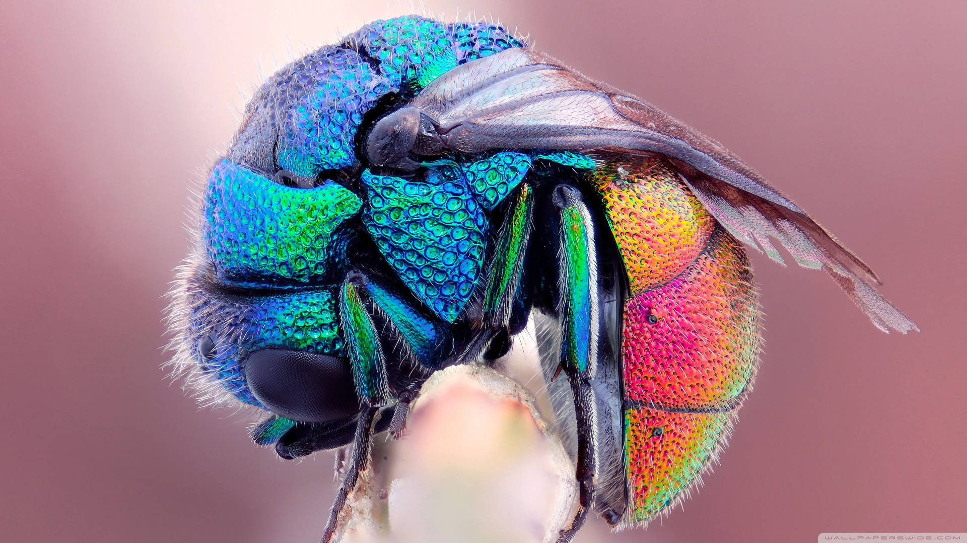 Insekt Med Iriserende Krop Wallpaper