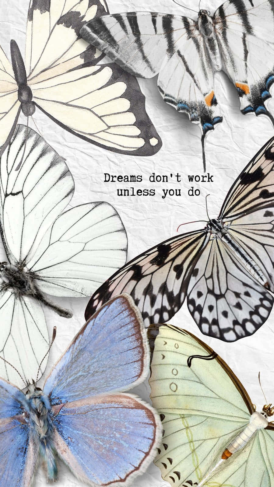 Inspirational Butterfly Quote Wallpaper Wallpaper
