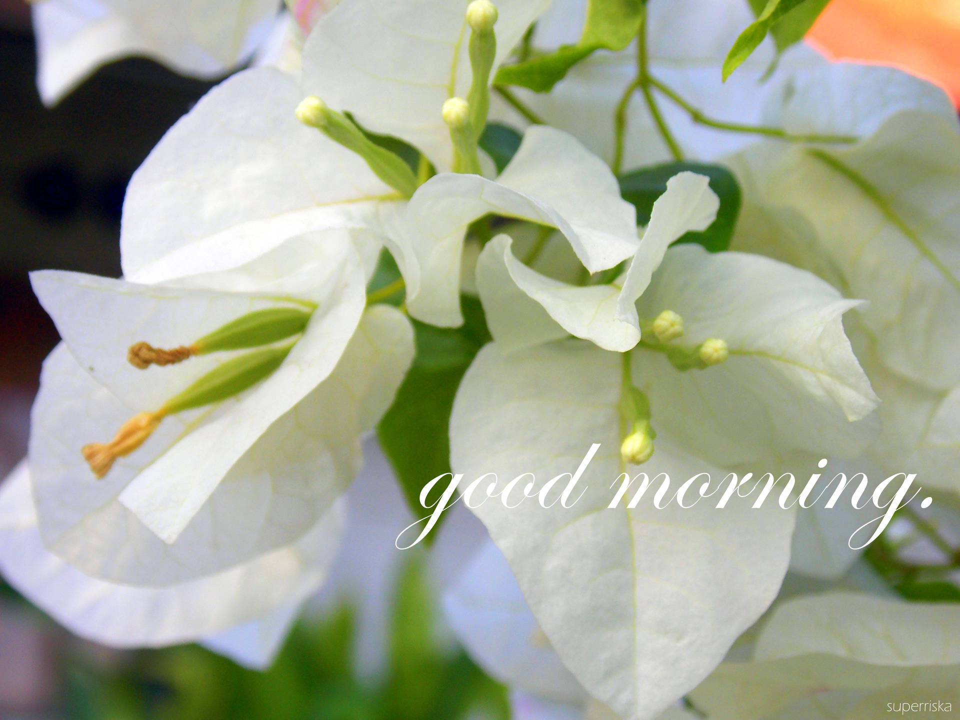 Inspirational Good Morning Fresh Flowers Wallpaper