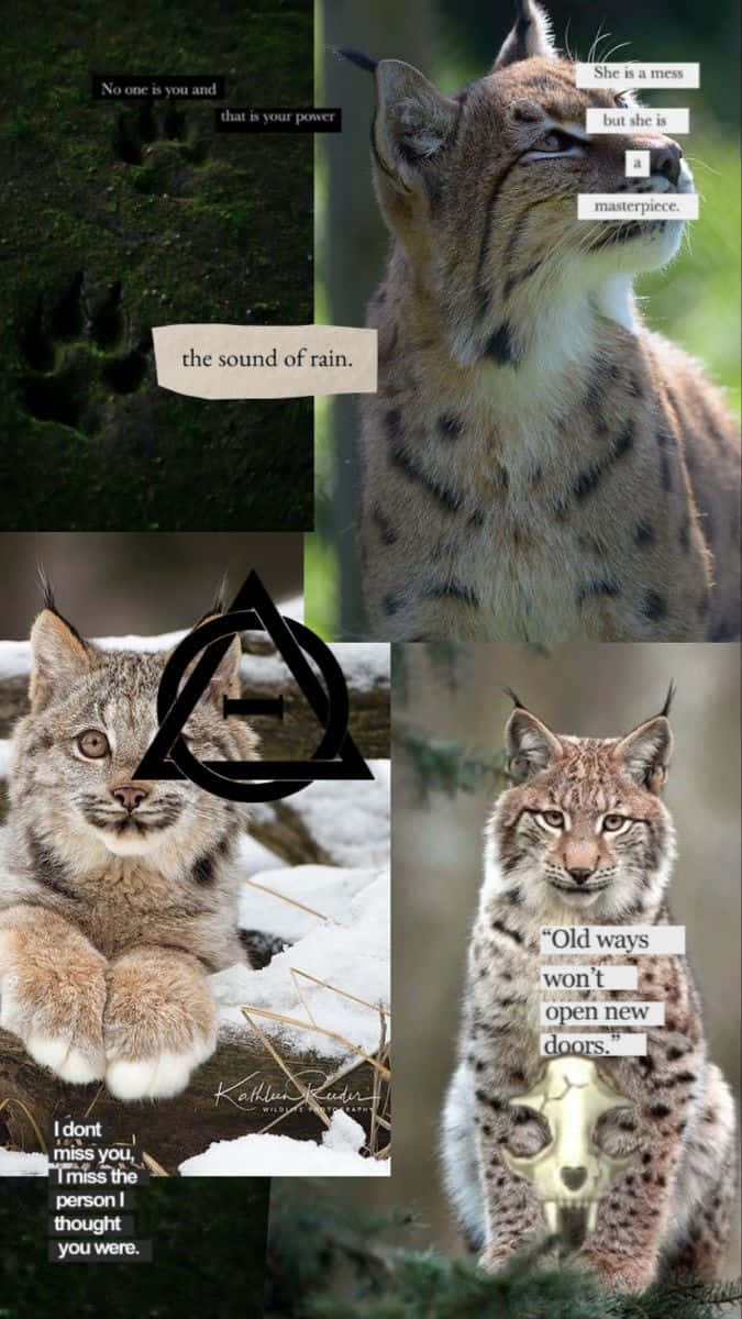 Inspirational Lynx Collage Wallpaper