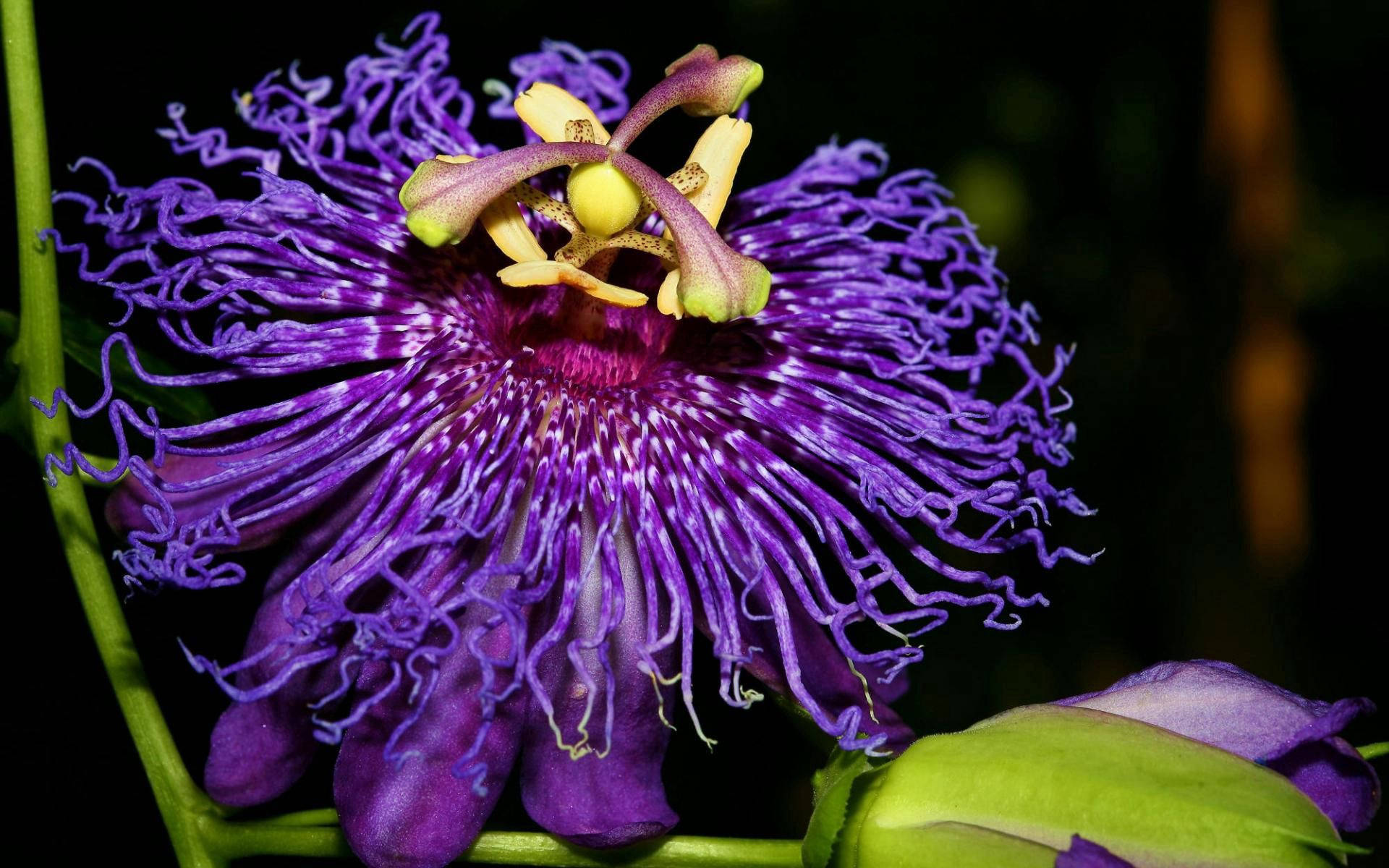 Inspirational Purple Flower