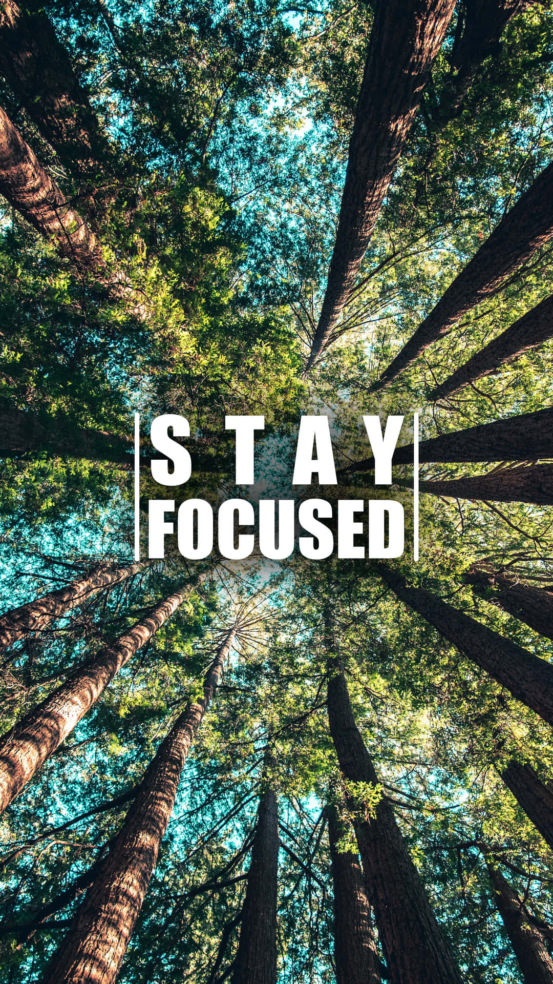 Stay Focused In The Forest