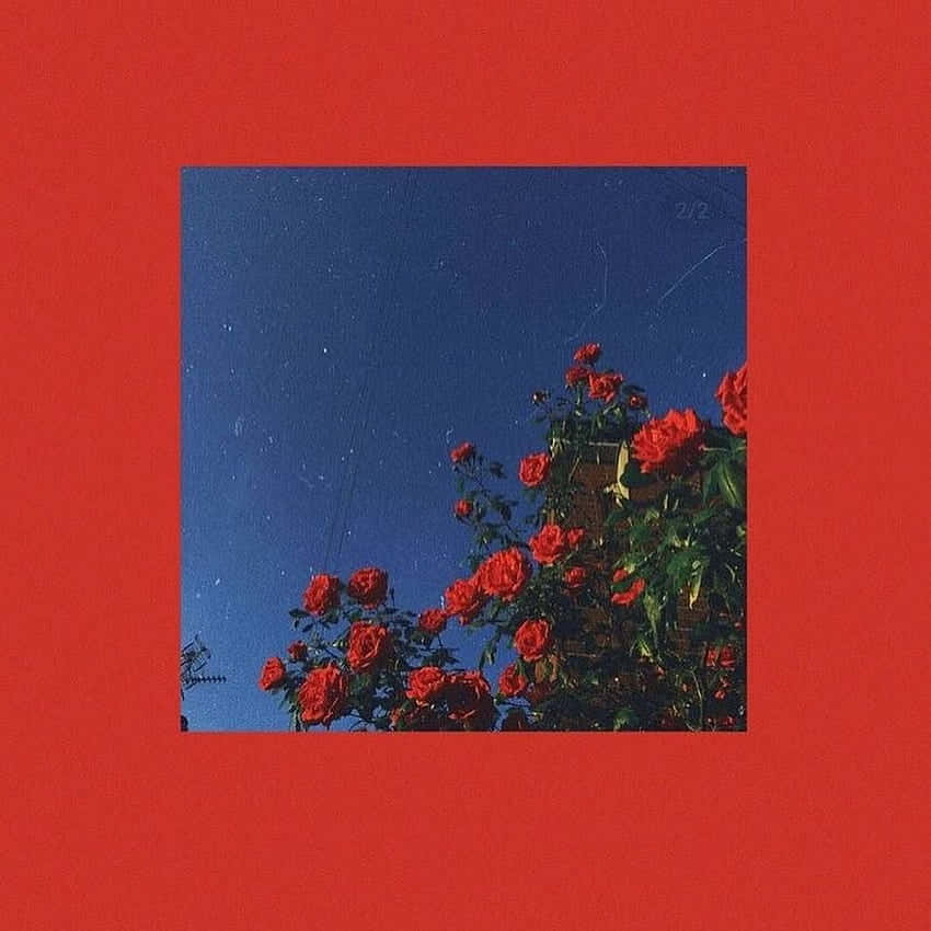 Einroter Hintergrund Mit Roten Rosen Und Einem Blauen Himmel Wallpaper