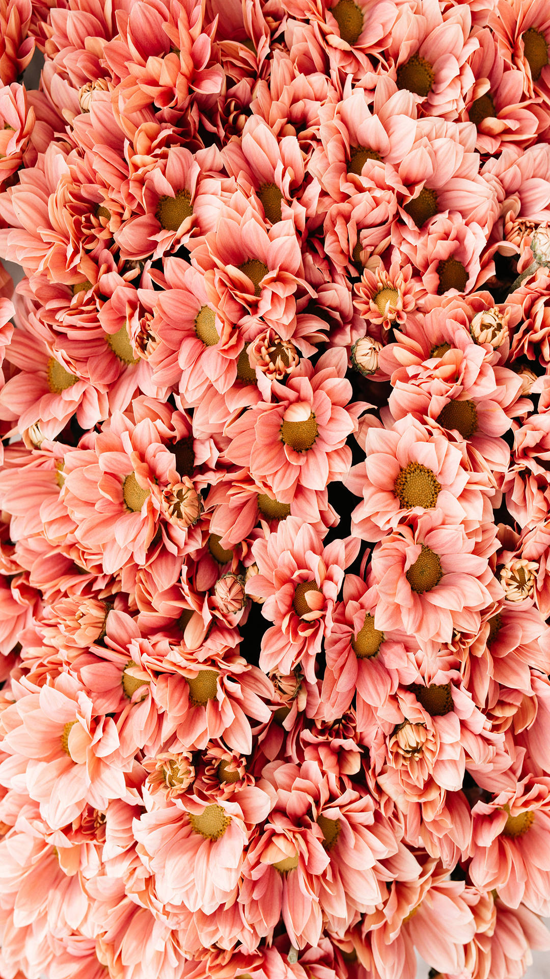 Instagram Story Coral Chrysanthemum Flowers Wallpaper