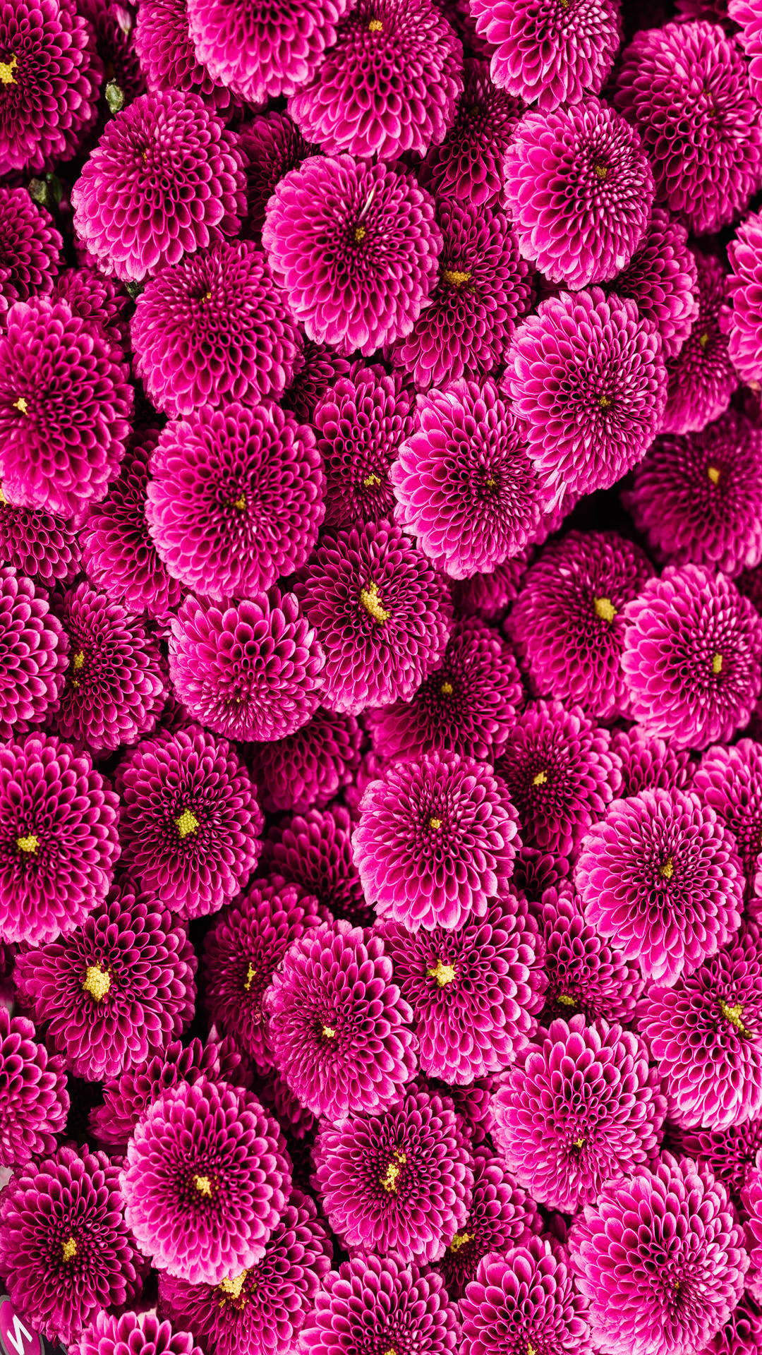 Instagram Story Pink Dahlia Rocco Flowers Background