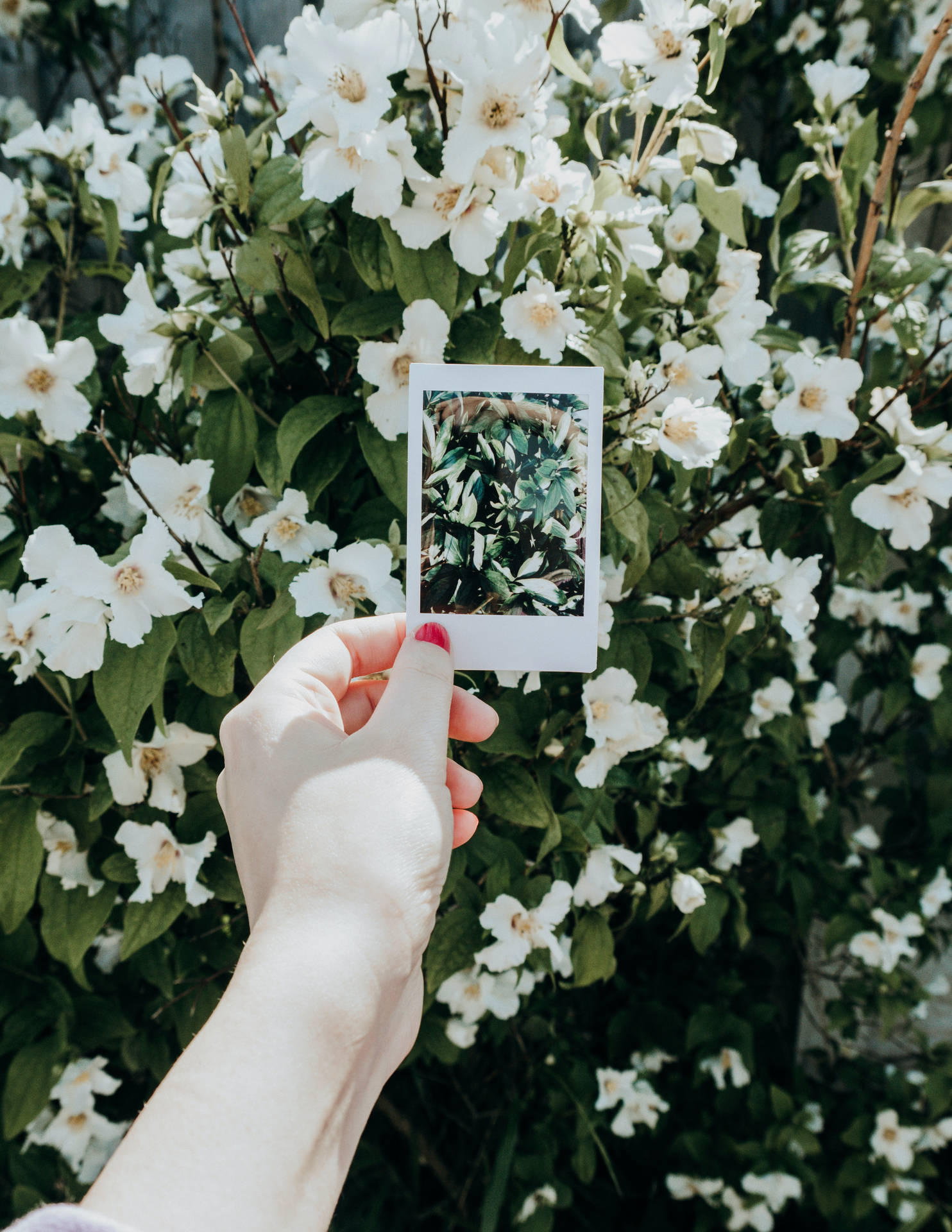 Instant Film White Flowers Picture