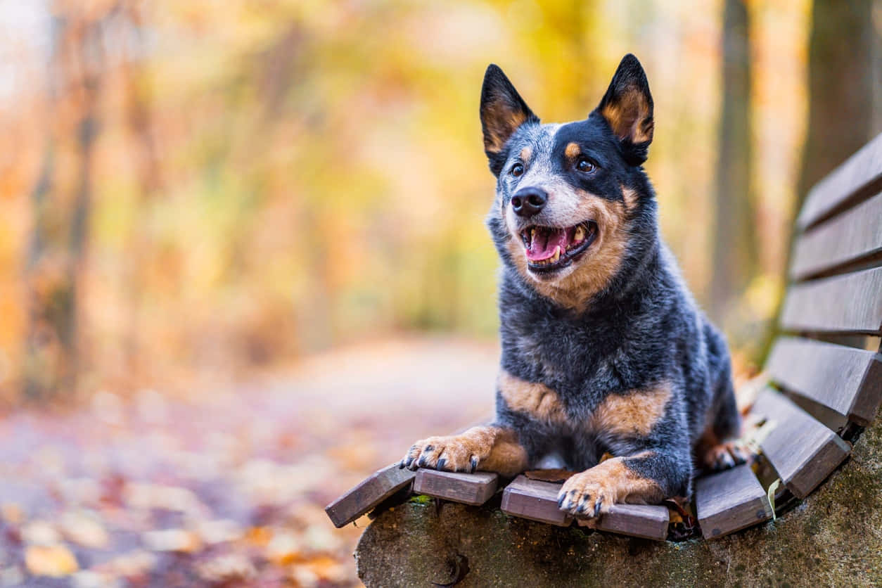 Älykäs Bordercollie Nauttimassa Ulkona Taustakuva