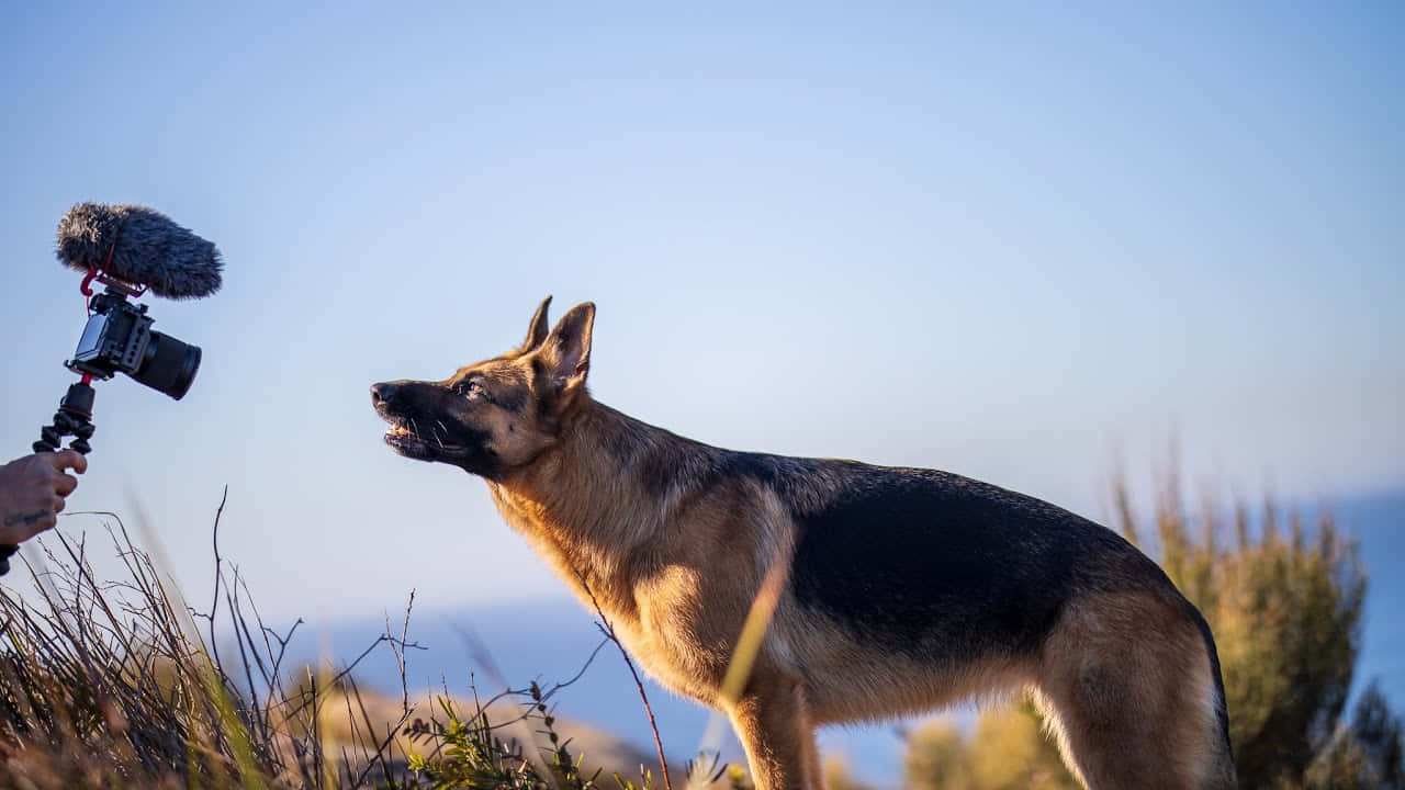 Intelligente Hond Die Zijn Omgeving Analyseert Achtergrond