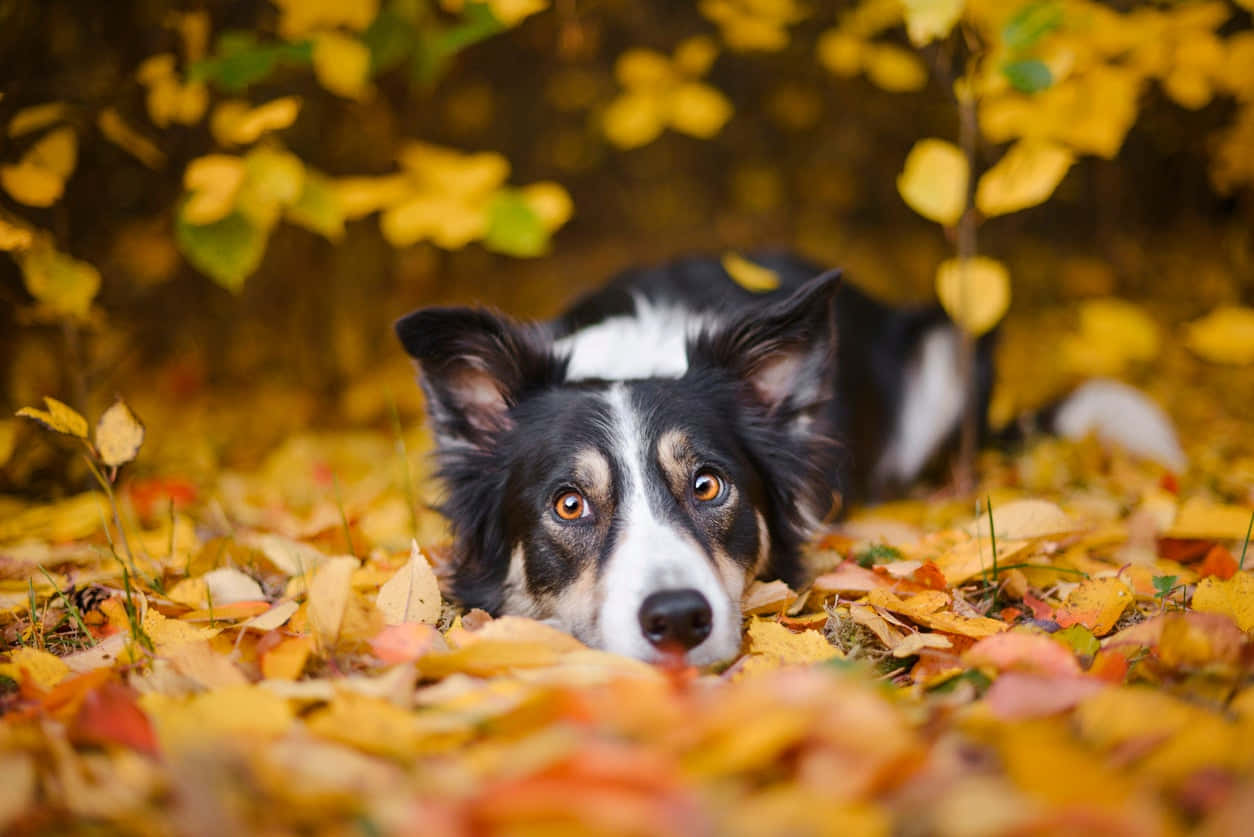 Intelligent Dog Contemplating Outdoors Wallpaper