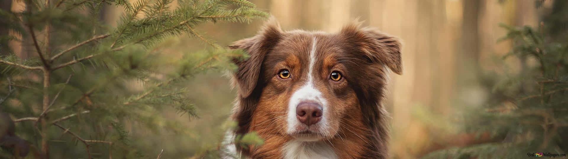 Intelligent Dog Pondering At His Environment Wallpaper