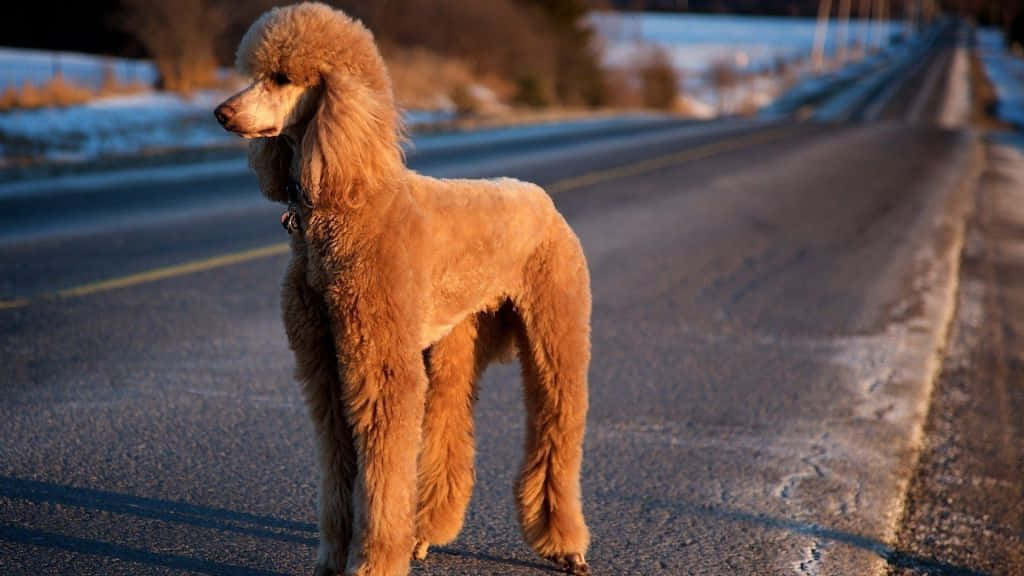 Intelligent Dog Pondering The Horizon Wallpaper