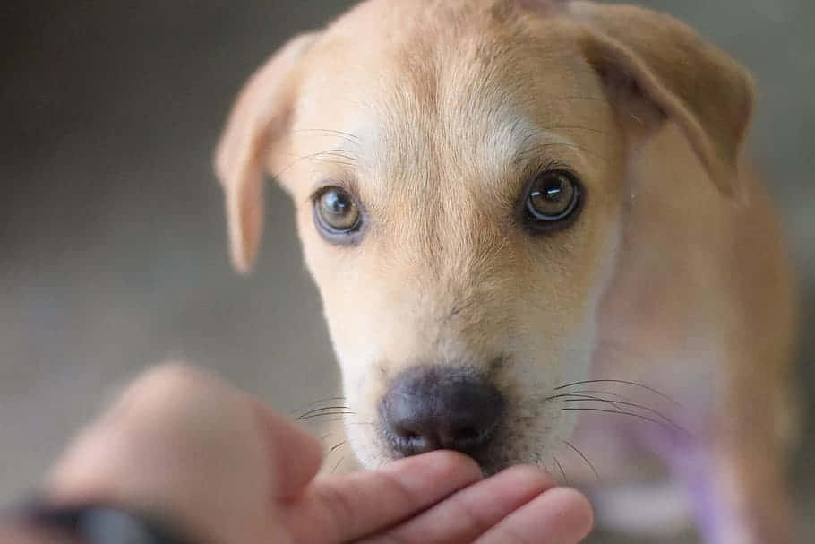 Intelligente Hond Toont Zijn Waakzaamheid Achtergrond