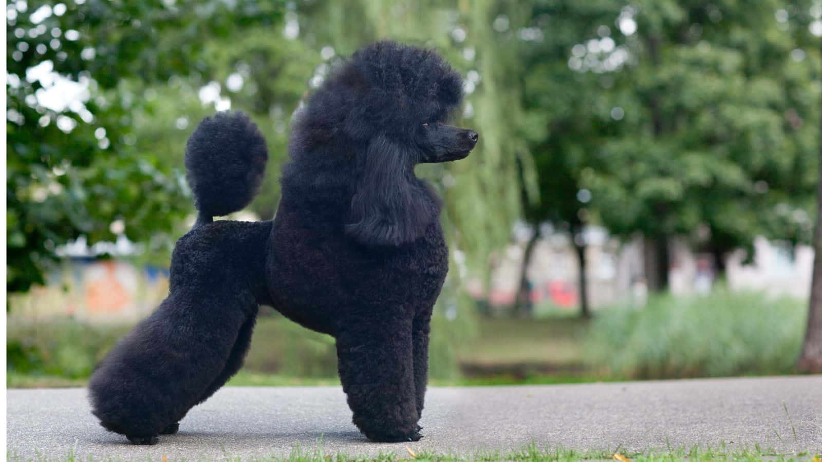 Intelligente Hond Die Studeert Met Boeken En Een Globe Achtergrond