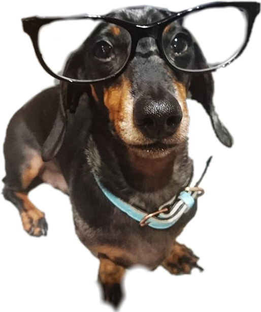 Intelligent Looking Dachshundwith Glasses PNG